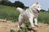 SIBERIAN HUSKY 090